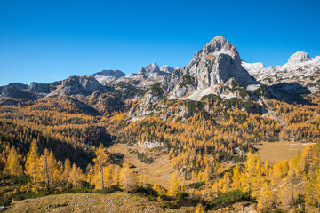 Beautiful golden larches in mountains at fall season.