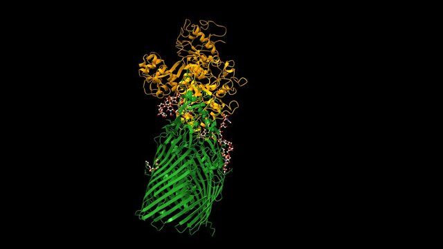Structure of transferrin binding protein A (green) from Neisseria meningitidis complexed with full length human transferrin (orange). Animated 3D cartoon and Gaussian surface models, PDB 3v8x