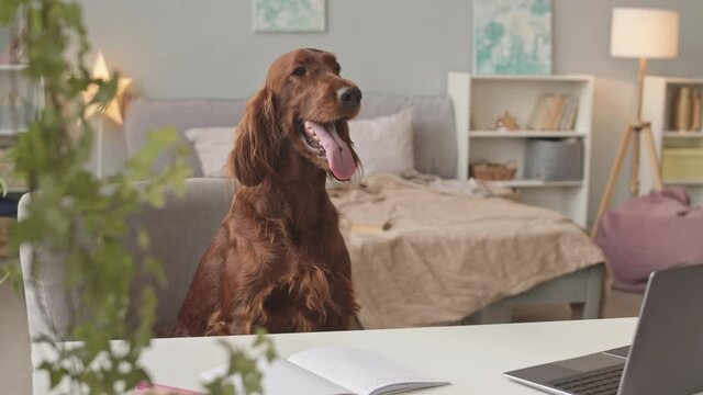 Handheld shot of cute playful Irish setter dog sitting at table with laptop in cozy girls bedroom