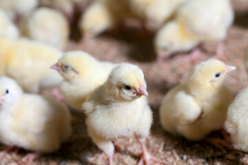 young small chickens in a chicken meat factory