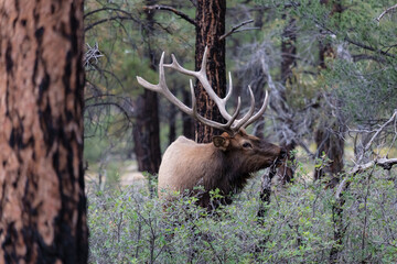 Closeup of Rocky Mountain Elk (Cervus elaphus nelsoni), Grand Canyon national park. Male with large antlers, in pine forest. Looking sideways.
