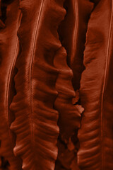 Natural background with beautiful juicy coral leaves.