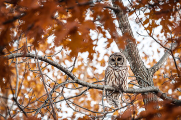 Barred Owl in the Autumn