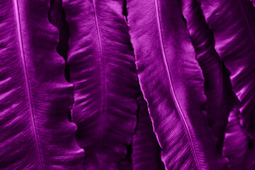 Natural background with beautiful juicy velvet violet leaves.