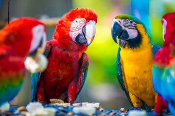 a group of colorful parrots