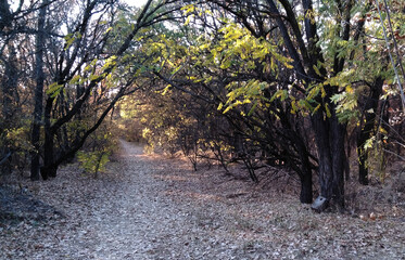 Autumn forest. Fallen leaves, trees, trail in the forest. Image for prints, poster and illustrations.
