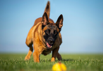 Belgian shepherd dog malinois with ball