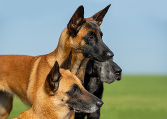 Young belgian shepherd malinois, adult belgian shepherd malinois and senior black labrador