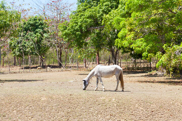 thin white horse chewing grass in a clearing. Cuba. - 470194391