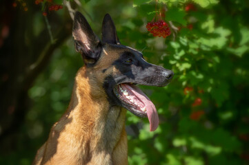 Belgian shepherd dog portrait in the bushes of ripe red currants