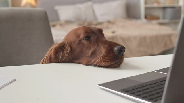 Slowmo close-up of thoughtful Irish setter dog resting its head on table while looking at laptop screen at cozy girls bedroom