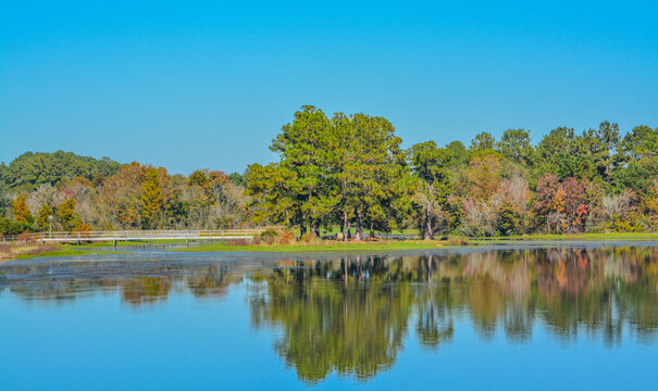 Beautiful mirror image of shoreline on Reed Bingham Lake in Adel, Colquitt County, Georgia