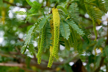 Prosopis juliflora tree flowering with leaves in chabahar province, iran. Prosopis juliflora is a shrub or small tree in the family Fabaceae, a kind of mesquite.