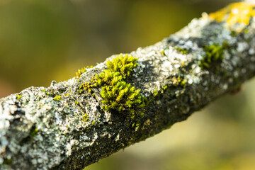 close up of a moss