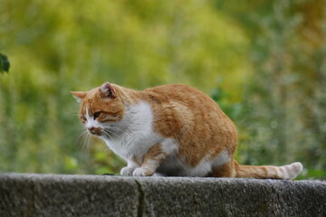 cat on the fence