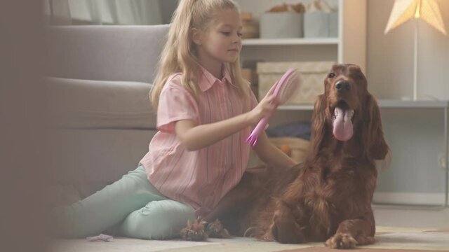 Slowmo shot of caring 8-year-old girl combing hair of her lovely Irish setter dog attaching hair strips, sitting together on floor at cozy girls bedroom