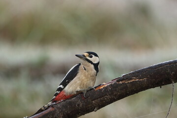 Obraz premium A Great spotted woodpecker searching for food.