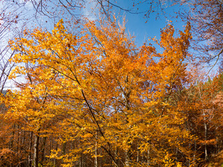 Autumn forest leaves on tree