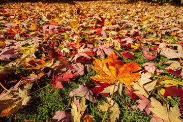Close up shot of many colorful maple fallen leaves