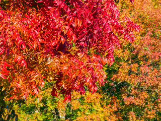 Beautiful fall color view of the campus of Univeristy of Oklahoma