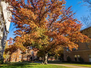 Naklejka premium Beautiful fall color view of the campus of Univeristy of Oklahoma