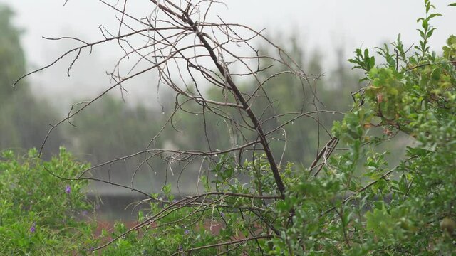 arbol sin hojas mientras llueve con gotas