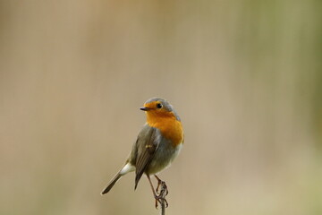 A beautiful, perching European Robin.