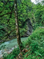 stream in the woods