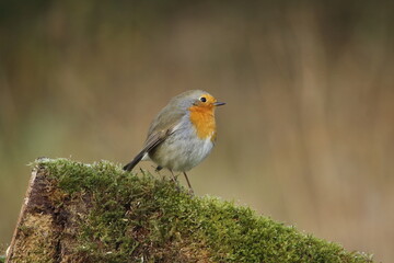 A beautiful, perching European Robin.
