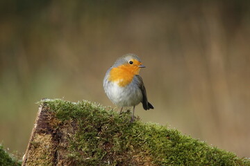 A beautiful, perching European Robin.