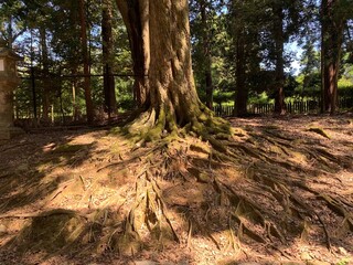 力強い木の根っこ