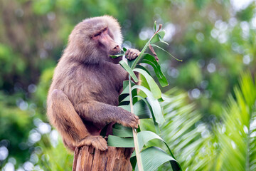 Hamadryas baboon (papio hamadryas) feeding on a banana tree trunk sitting on the tree stump in selective focus. Sacred baboon