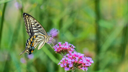 Chinese Yellow Swallowtail
