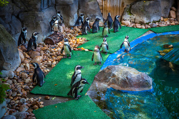 Penguin in zoo. Madrid, Spain. Picture taken – 26 September 2021.