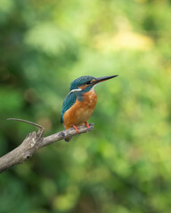 Common Kingfisher perching eye level on tree branch