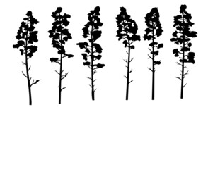 Obraz premium silhouettes of trees