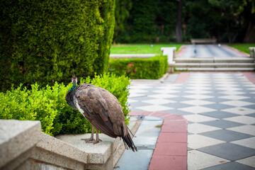 Peacock in a public park, (Retiro Park), Madrid. Picture taken &ndash; 26 September 2021.