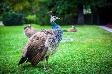 Peacock in a public park, (Retiro Park), Madrid. Picture taken – 26 September 2021.