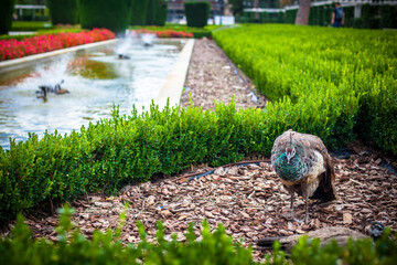 Peacock in a public park, (Retiro Park), Madrid. Picture taken – 26 September 2021.