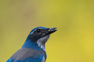 Close-up of a California jay in Southern Oregon 