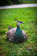 Obraz premium Peacock in a public park, (Retiro Park), Madrid. Picture taken – 26 September 2021.