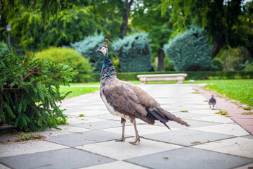 Peacock in a public park, (Retiro Park), Madrid. Picture taken – 26 September 2021.