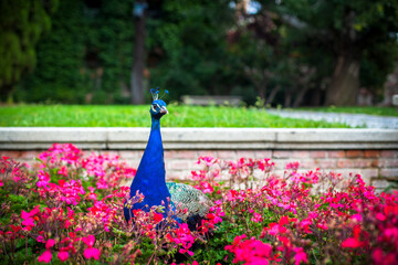 Obraz premium Peacock in a public park, (Retiro Park), Madrid. Picture taken – 26 September 2021.