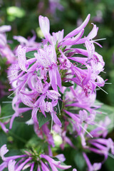 公園の温室に咲くピンクのストロビランテス・ハミルトニアナ