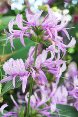 公園の温室に咲くピンクのストロビランテス・ハミルトニアナ