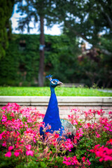 Obraz premium Peacock in a public park, (Retiro Park), Madrid. Picture taken – 26 September 2021.