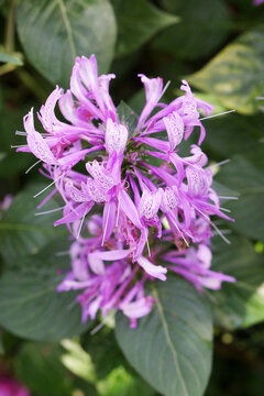 ストロビランテス Images Browse 21 Stock Photos Vectors And Video Adobe Stock ストロビランテス Images Browse 21 Stock Photos Vectors And Video Adobe Stock