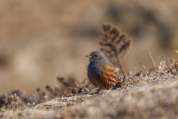Small bird in the autumn grass. Alpine Accentor in the autumn grass.