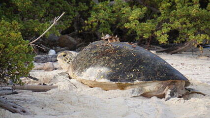 Green sea turtle nesting