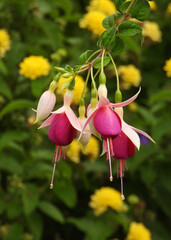 Hardy Fuchsia purple flowers bloom